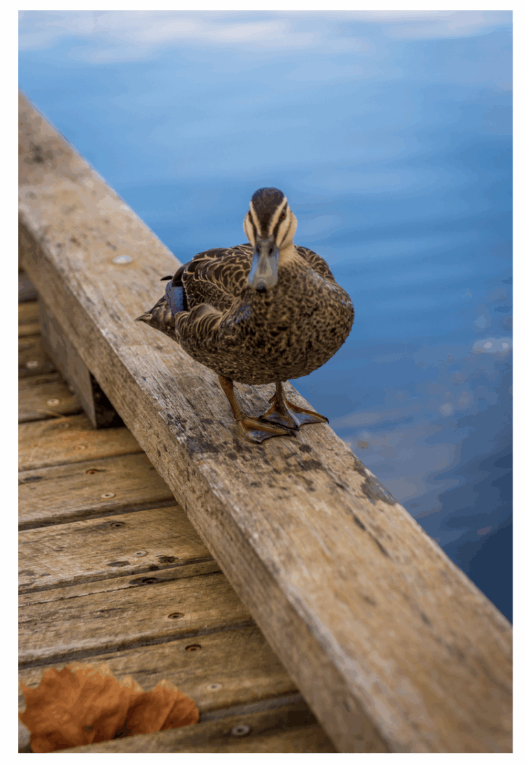 tsetsul’ulhtun’ ni’ ’u tthu hun’utum’ Reni’s Wharf | Fishing at Reni’s Wharf