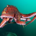 sqi’mukw’ | octopus