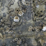 tth’uma’yu | barnacle