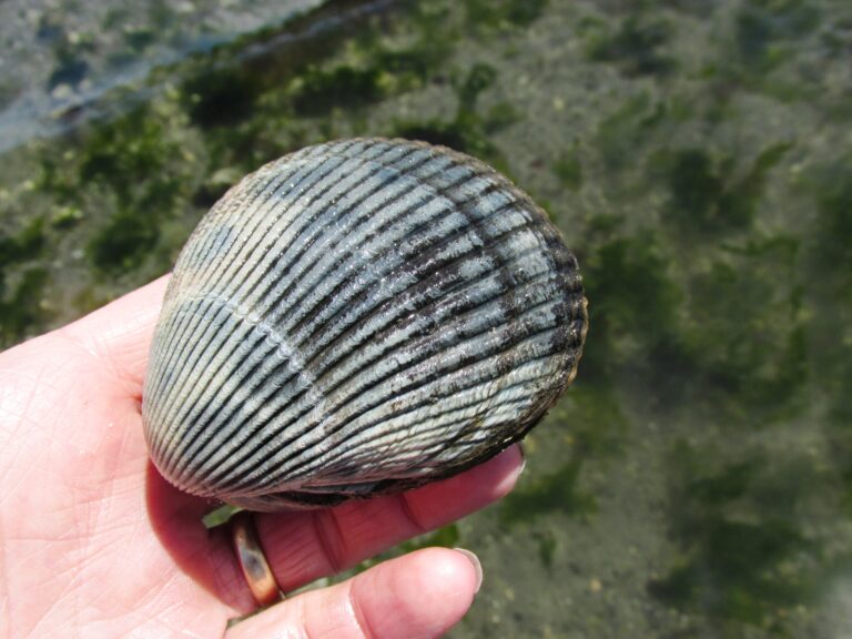 stl’ula’um | basket cockle