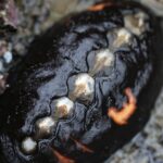 xulum’ | black katy chiton