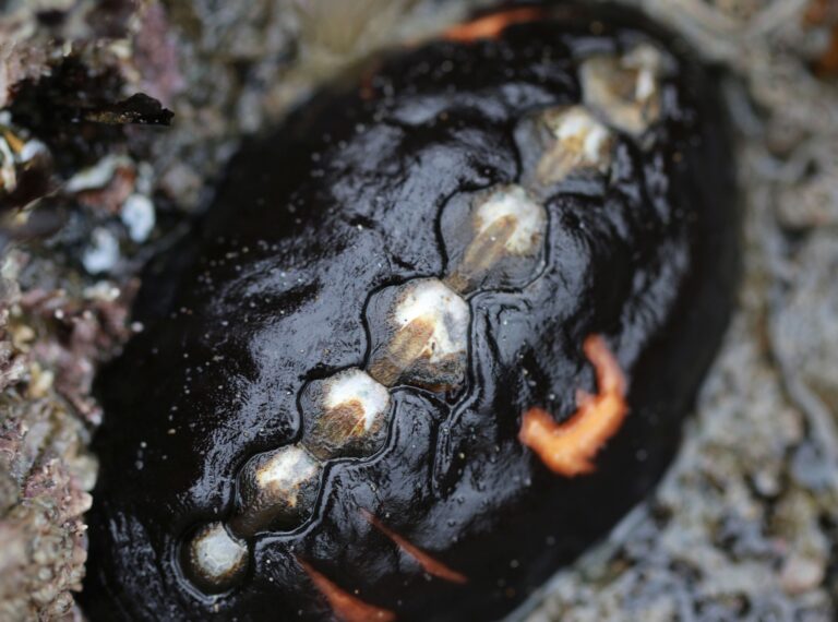 xulum’ | black katy chiton