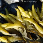 qw’aqwuqw | bladderwrack kelp