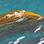 q’am’ | bull kelp