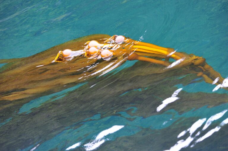 q’am’ | bull kelp