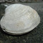 s’axwa’ | butter clam