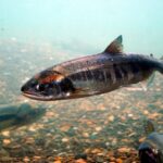 kw’a’luhw | chum salmon