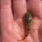 skwun’ehw | bullhead (sea and fresh water)