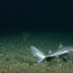 kw’eets’ | dogfish