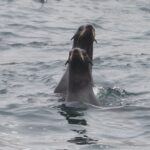 tth’uyu | fur seal