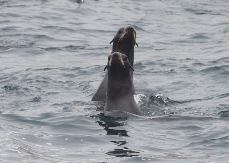 tth’uyu | fur seal