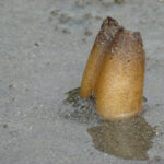 pune'q | pacific geoduck