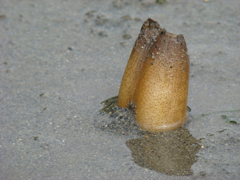 pune'q | pacific geoduck