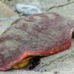 ’ukw’s | gumboot chiton