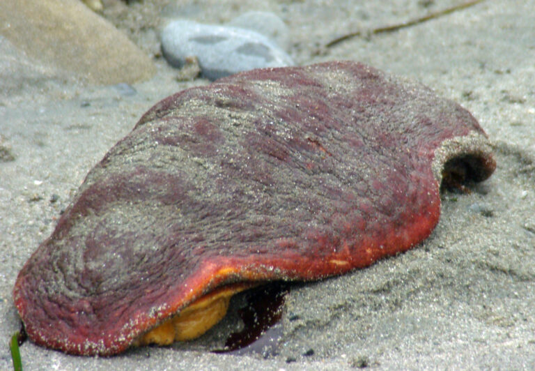 ’ukw’s | gumboot chiton