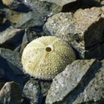 skw’itth’i’ | green sea urchin