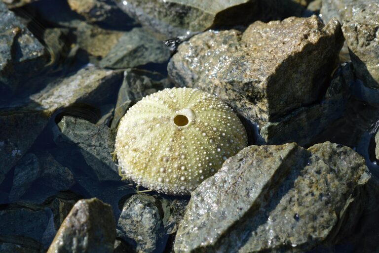 skw’itth’i’ | green sea urchin