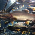 haan’ | pink or humpback salmon