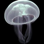 slhxmuyqsun | jellyfish