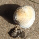 skw’lhey’ | littleneck clam