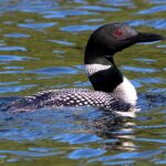 swakwun | loon (general)