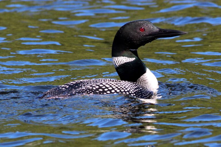 swakwun | loon (general)