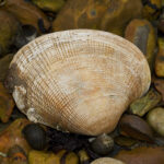 chupuni | manila clam