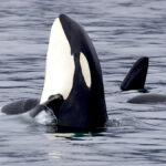 q’ullhanumutsun ~  q’unlhanumutsun | orca