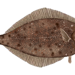 stsa’tx | pacific halibut