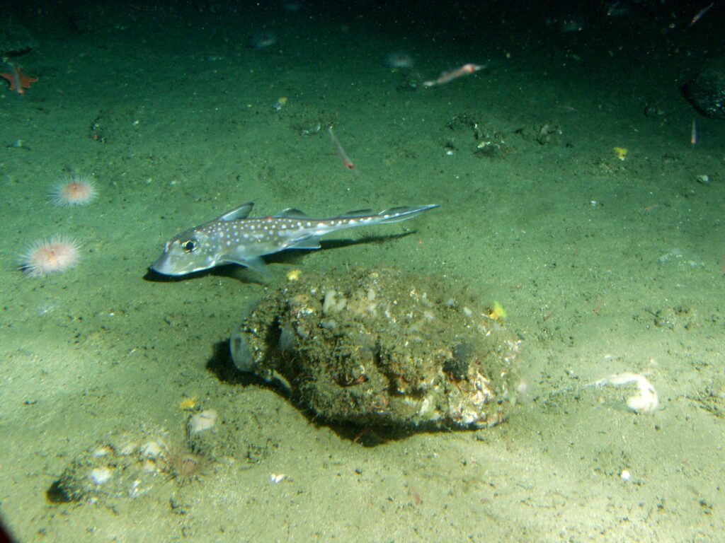 skwamu | ratfish