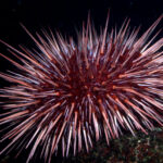 xihwu | red sea urchin