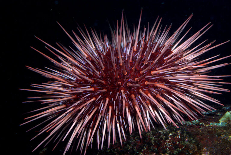 xihwu | red sea urchin