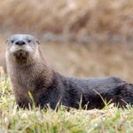 sq’eetl’ | river otter