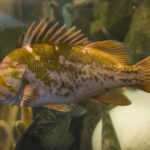 t’q’as | rock cod