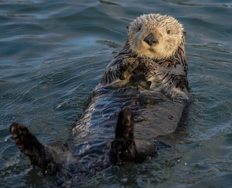 tumus | sea otter