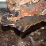 p’uwi’ | starry flounder