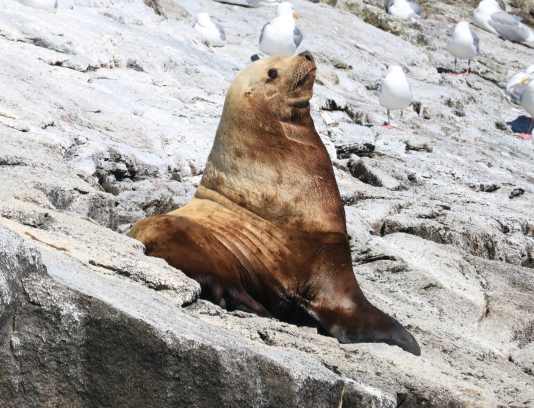 shes | steller sea lion