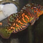 tth’umukwa’ | tommy cod