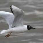 qw’uqw’tiq’ | Bonaparte’s Gull