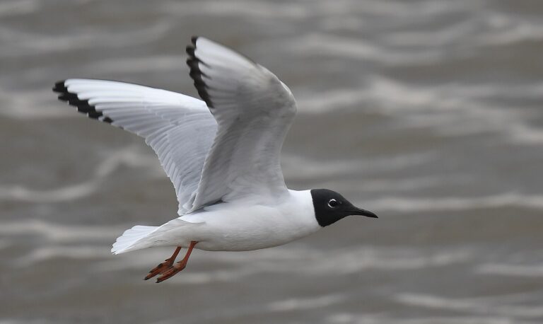 qw’uqw’tiq’ | Bonaparte’s Gull