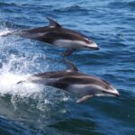 kw’aant’ | porpoise or dolphin