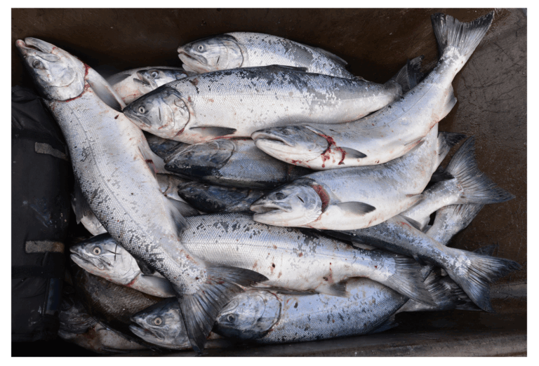 qux stseelhtun | Lots of fish by Thomas Samuel Jones | Kweyulutstun