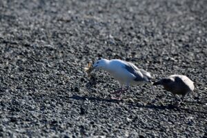 qw’iy’ul’ushtul’ thu qwuni ’i’ thu ’ey’x ni’ ’u tthu tsuwmun ’utl’ muq’e’u | Seagull dancing with crab on the shore at Neah Bay by Tara Morris | Suwsiw and Ruby Peter | Sti’tum’at