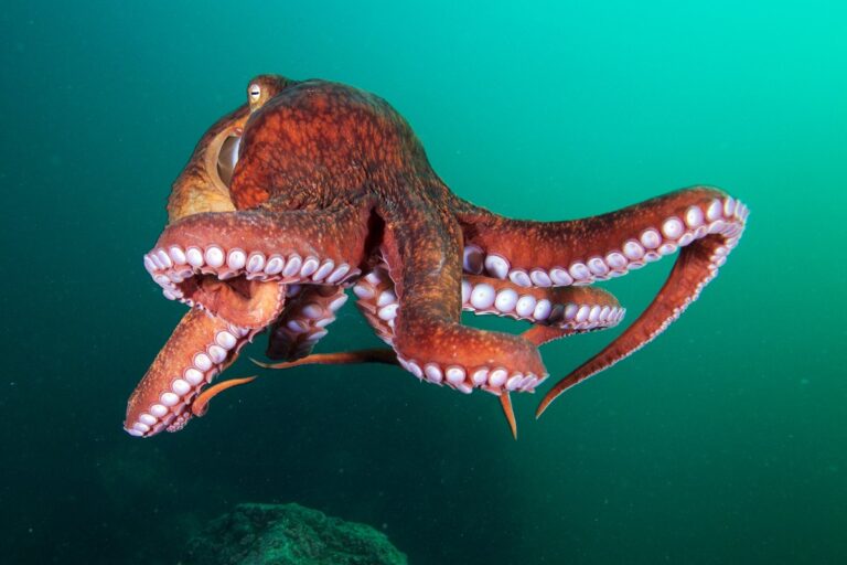 qi’mukw’ ’utl’ snuw’nuw’us | Octopus at Nanoose by Thomas Samuel Jones | Kweyulutstun